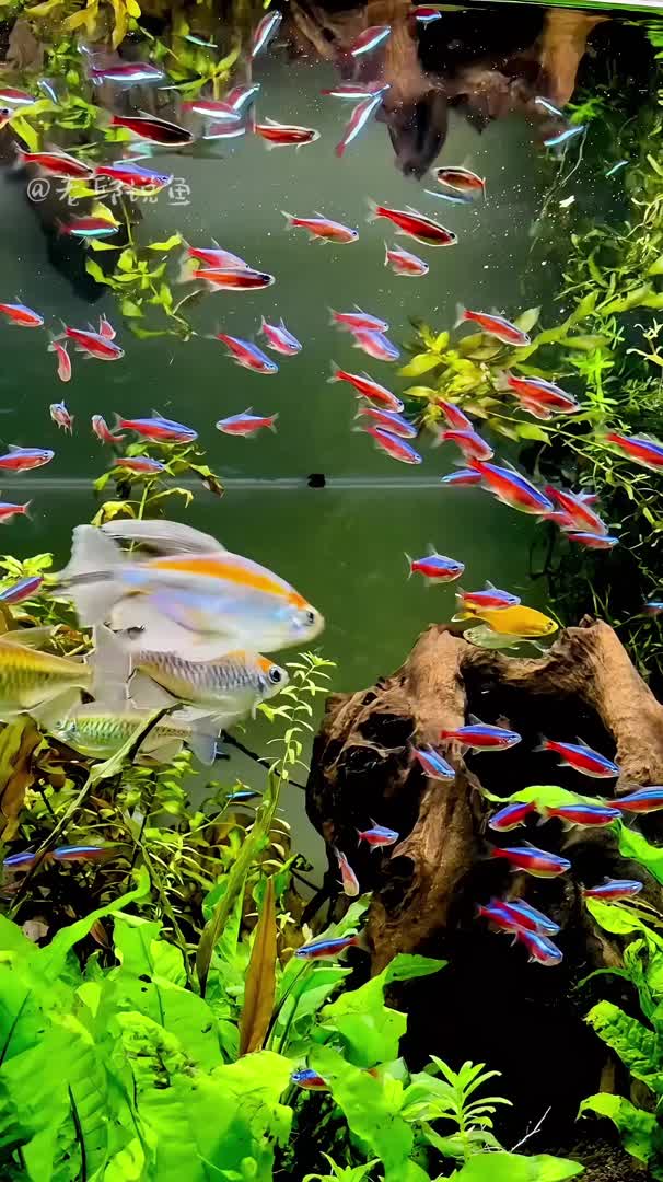 水族箱的魅力 美麗魚，治愈心靈