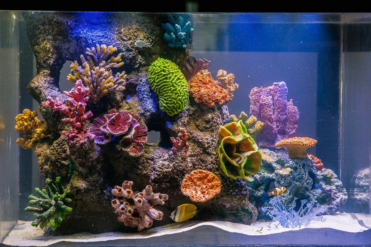 哪些魚最好養？揭秘家庭水族箱的完美居民！
